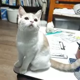 ブリティッシュショートヘア