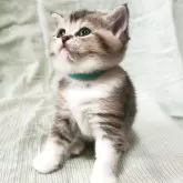 ブリティッシュショートヘア
