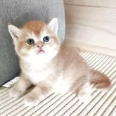 ブリティッシュショートヘア【三重県・男の子・2025年4月22日・レッド】の写真1「とても綺麗なレッド君🤩」