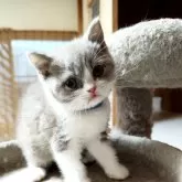 ブリティッシュショートヘア