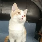 ブリティッシュショートヘア【三重県・男の子・2025年7月20日・クリームタビー&ホワイト】の写真2