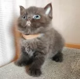 ブリティッシュショートヘア【三重県・女の子・2025年8月20日・チョコレート】の写真3