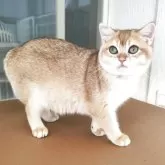 ブリティッシュショートヘア【三重県・男の子・2025年6月2日・ブラックゴールデン チンチラ】の写真3