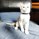 ブリティッシュショートヘア【三重県・男の子・2025年7月20日・クリームタビー&ホワイト】の写真3