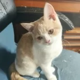 ブリティッシュショートヘア【三重県・男の子・2025年7月20日・クリームタビー&ホワイト】の写真3