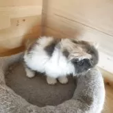 スコティッシュフォールド(立ち耳)【三重県・女の子・2025年8月25日・ダイリュートキャリコ】の写真3