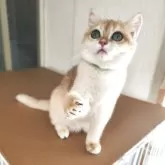 ブリティッシュショートヘア【三重県・男の子・2025年6月2日・ブラックゴールデン チンチラ】の写真3