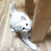 スコティッシュフォールド(立ち耳)【三重県・男の子・2025年8月25日・クリームタビー】の写真3