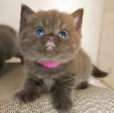 ブリティッシュショートヘア【三重県・女の子・2025年8月20日・チョコレート】の写真4