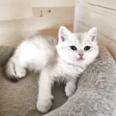 ブリティッシュショートヘア【三重県・男の子・2025年8月20日・ブルーゴールデン】の写真4