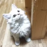 スコティッシュフォールド(立ち耳)【三重県・男の子・2025年8月25日・クリームタビー】の写真4