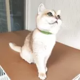 ブリティッシュショートヘア【三重県・男の子・2025年6月2日・ブラックゴールデン チンチラ】の写真4