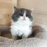 スコティッシュフォールド(立ち耳)【三重県・女の子・2025年8月25日・ダイリュートキャリコ】の写真4