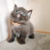 ブリティッシュショートヘア【三重県・女の子・2025年8月20日・チョコレート】の写真4