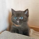 ブリティッシュショートヘア【三重県・女の子・2025年8月20日・チョコレート】の写真5