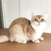 ブリティッシュショートヘア【三重県・女の子・2025年6月2日・ブラックゴールデン チンチラ】の写真5