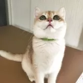 ブリティッシュショートヘア【三重県・男の子・2025年6月2日・ブラックゴールデン チンチラ】の写真5