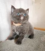 ブリティッシュショートヘア【三重県・女の子・2025年8月20日・チョコレート】の写真6