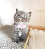 ブリティッシュショートヘア【三重県・女の子・2025年8月20日・チョコレート】の写真6