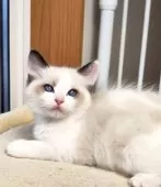 ラグドール【三重県・男の子・2025年1月16日・シールポイント バイカラー】の写真7