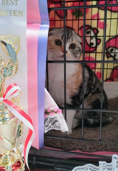 スコティッシュ華ちゃん🌸｜中川　眞弓(なかがわ　まゆみ)ブリーダー(静岡県・ロシアンブルーなど・ACC登録)の紹介写真7