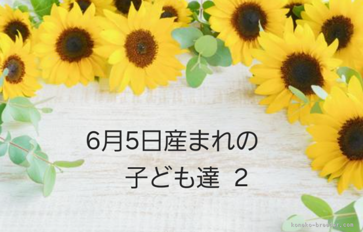 中川眞弓ブリーダーのブログ：スコさん 2 🐣