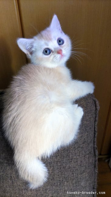 中川眞弓ブリーダーのブログ：ドーナツちゃん🍩の経過です