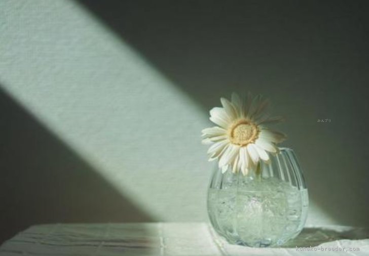 中川眞弓ブリーダーのブログ：🍂ご報告🍂