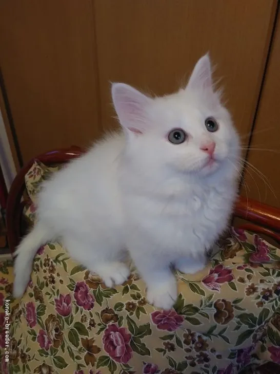 みほ 様のお迎えした子猫