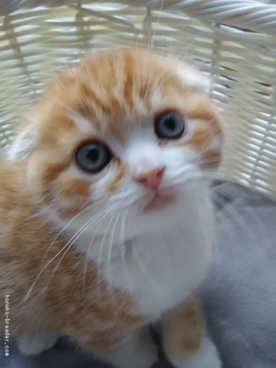 ID:2004-02012の子猫