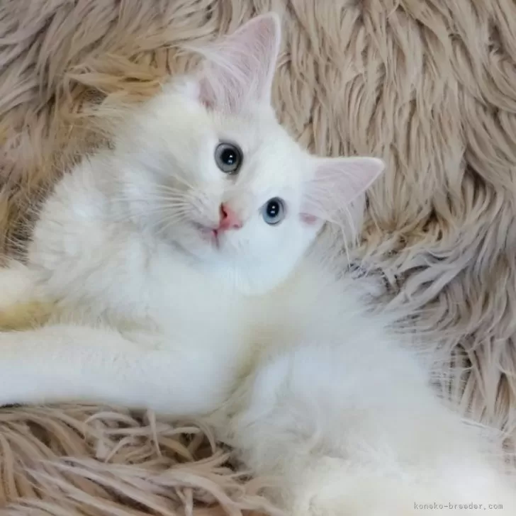 ID：2409-02534の子猫