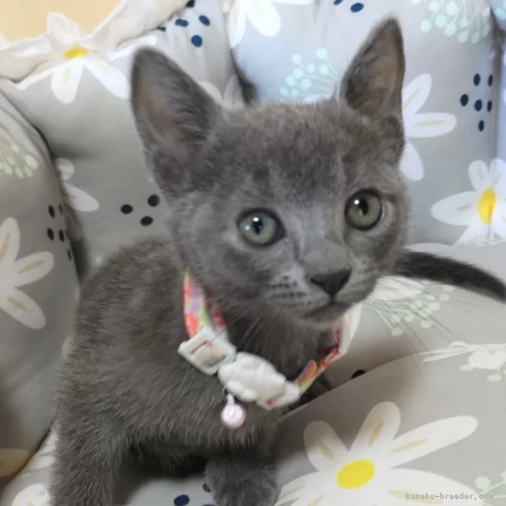 サトル 様のお迎えした子猫