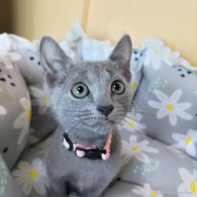 ID：2401-00491の子猫