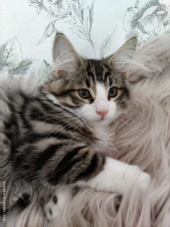 M.H 様のお迎えした子猫