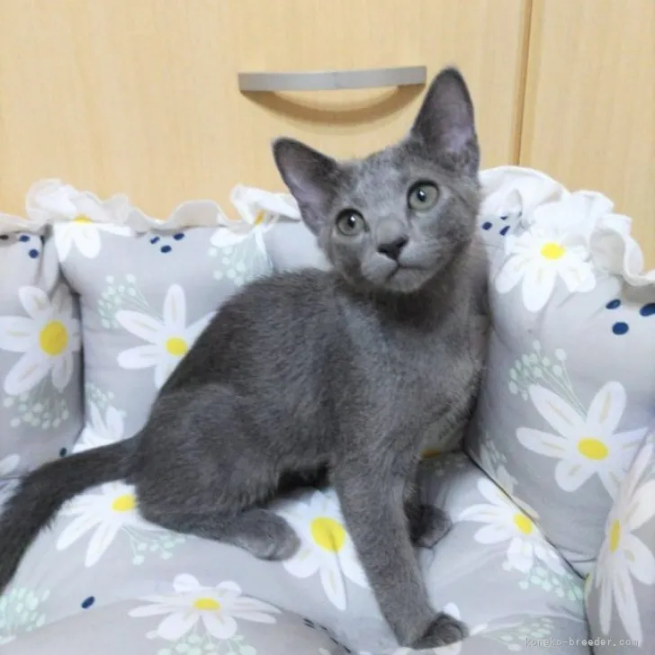 ID：2309-02144の子猫