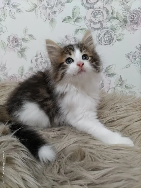 Y.O 様のお迎えした子猫