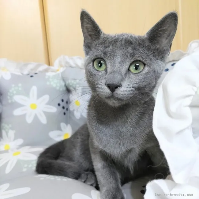 ID:2312-01238の子猫