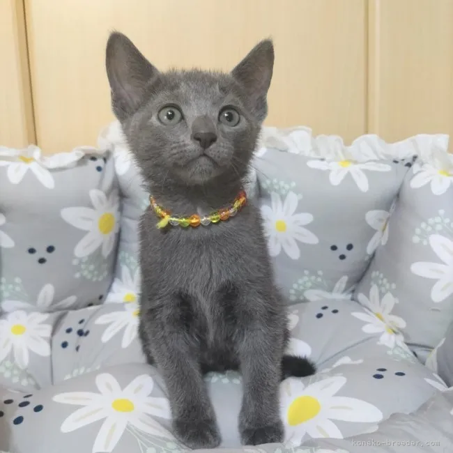 Y.H 様のお迎えした子猫