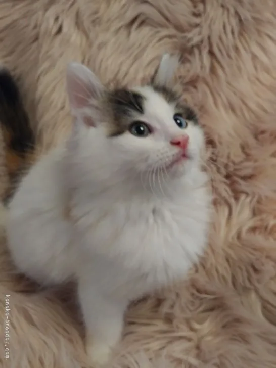 ID：2107-00787の子猫