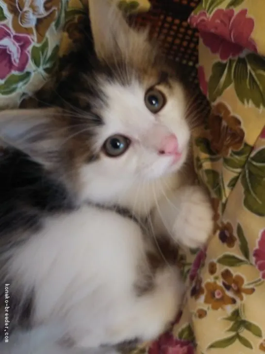 ID：2102-00802の子猫