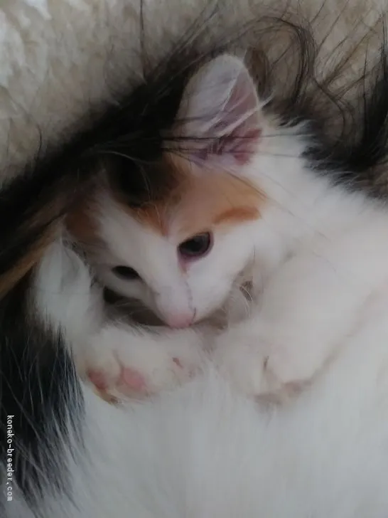 ID：2101-01193の子猫