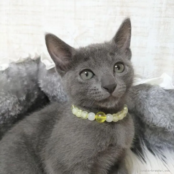 ID：2209-01500の子猫