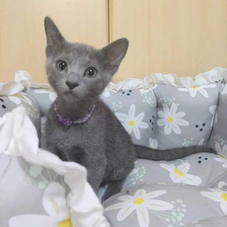 ID：2309-02137の子猫