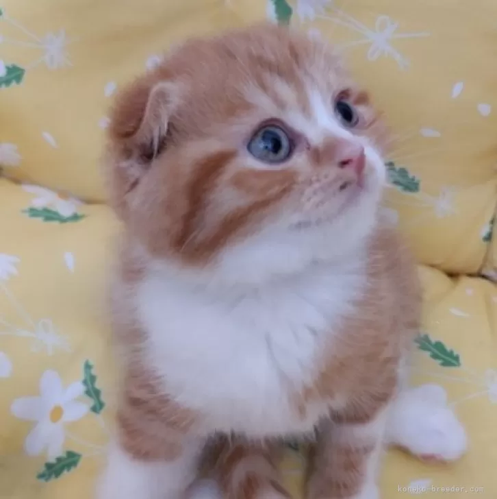 ID:2406-01057の子猫