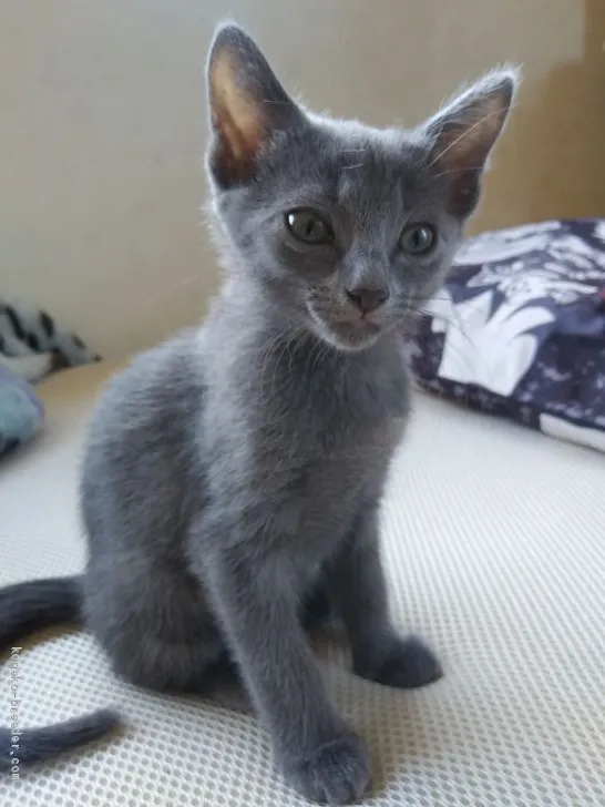 ID:2008-00885の子猫