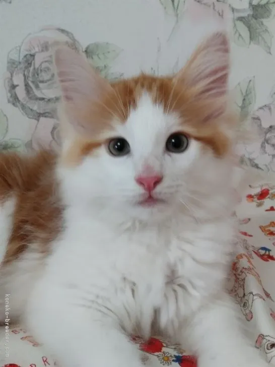 ID：2203-00679の子猫