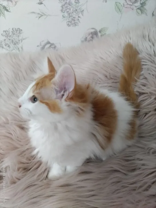 ID：2204-00071の子猫