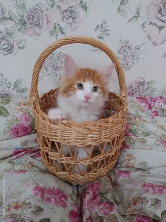 ID：2108-01016の子猫