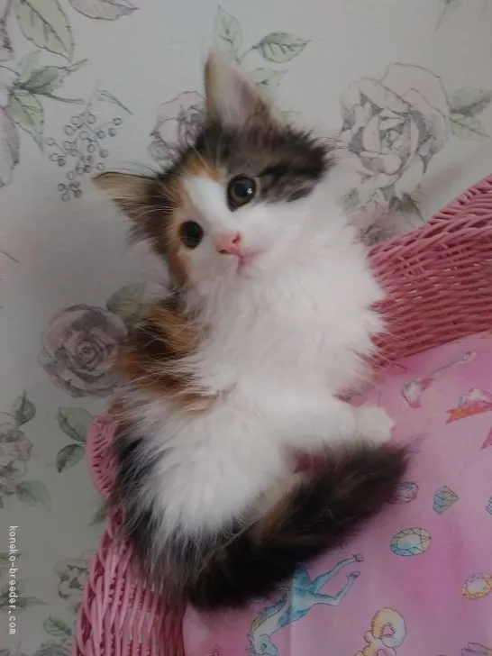 ID：2007-01223の子猫