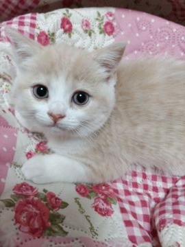 スコティッシュフォールド【静岡県・女の子・2022年3月26日・クリーム&ホワイト】の写真「暖かみのある優しいクリーム色です。」